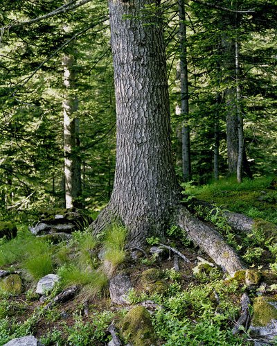 Le bas du tronc et les racines d'un sapin, dans une forêt de conifères très dense de Haute-Vésubie