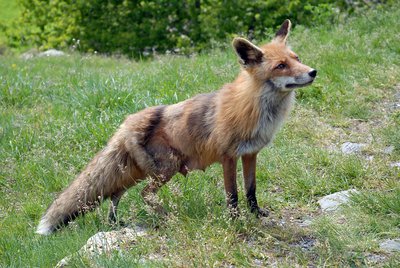 Renard roux (Vulpes vulpes), une renarde allaitante à la fin du printemps.