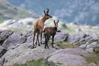 Chamois, (Rupicapra rupicapra), une femelle et son jeune cabri