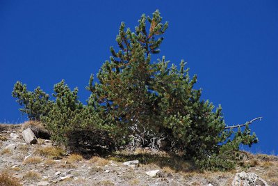 Pin cembro ou arolle, (Pinus cembra) sur fond de ciel très bleu.