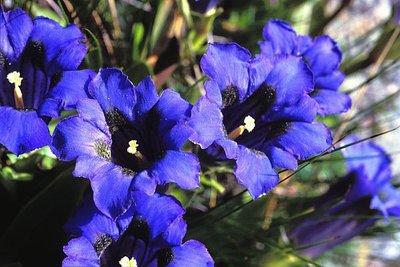 Gentiane de Koch en gros plan, (Gentiana kochiana).