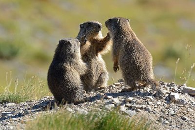 Marmotte des Alpes, (Marmota marmota), conciliabule de marmottons en été !