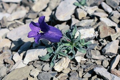 Une campanule d'allioni, (Campanula allionii), poussant sur des éboulis fins.