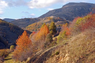 Beuil feuillus et mélézin en allant vers le plateau du Démant, couleurs d'automne.