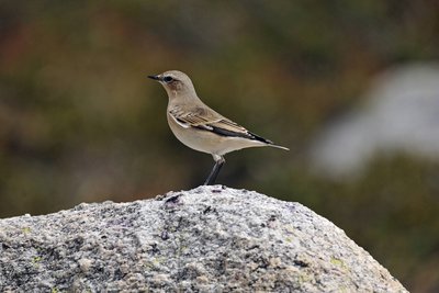 Traquet motteux posé sur un rocher, (Oenanthe oenanthe).