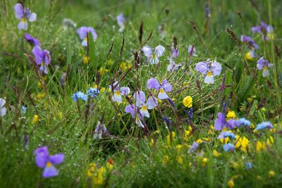 Détail d'une prairie fleurie, pensées des Alpes (Viola calcarata), également appelées pensées éperonnées.