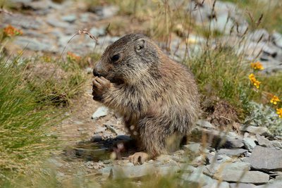 Marmotte des Alpes, (Marmota marmota), un marmotton assis