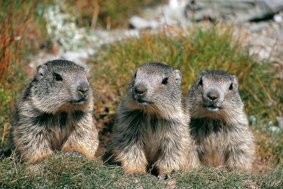 Trois marmottes des Alpes "en ligne", de face, trois juvéniles (Marmota marmota).