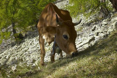 Une vache en train de brouter dans la pente entre prairie, éboulis et mélézin au mois d'octobre.