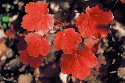 Feuilles d'érable (Acer), bien rouges en automne