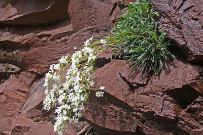 Saxifrage à feuilles en languettes dans les pélites rouges (saxifraga lingulata ou callosa).