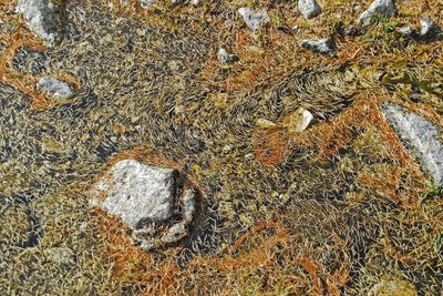 Tapis d'aiguilles de mélèze à l'automne