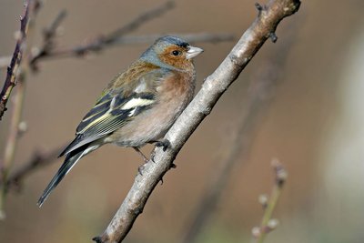 Pinson des arbres mâle en hiver, perché sur une branche, (fringillia coelebs).