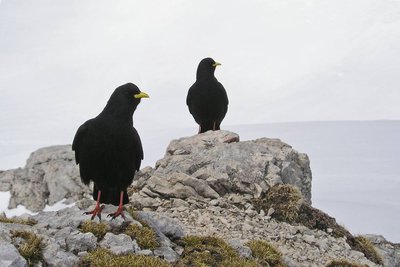 Deux chocards à bec jaune, posés au sol, (Pyrrhocorax graculus, Linnaeus) un passereau de la famille des Corvidés