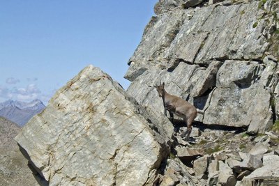 A la Tête du Colombier qui culmine à 2758 m, un bouquetin des Alpes femelle, (Capra ibex), au milieu des blocs de grès d'Annot