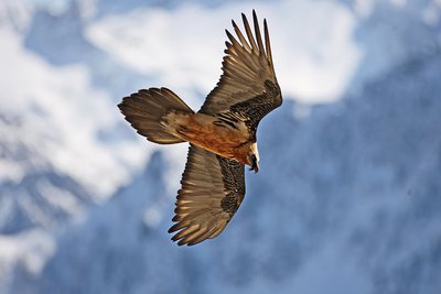 Un gipeto in volo