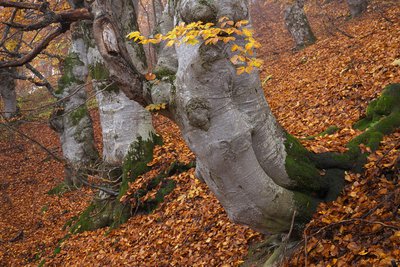 Faggi secolari nel bosco bandito di Palanfrè