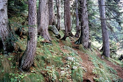 Il bosco della Valletta