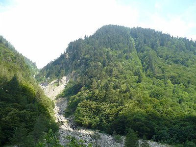 L'abetina di abete bianco