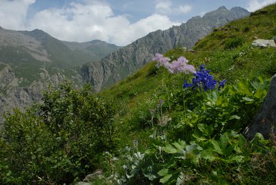 Alneti a ontano verde