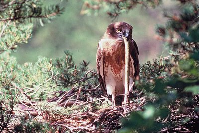 Circaète Jean-le-Blanc, (Circaetus gallicus), espèce de rapace spécialisé dans la chasse aux reptiles.