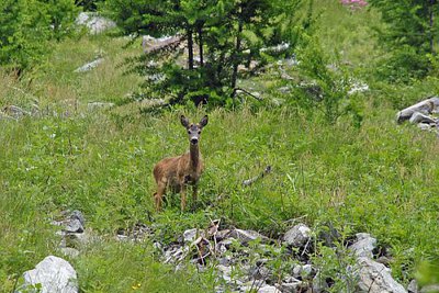 Chevreuil, (Capreolus capreolus), au début de l'été.