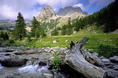 Vieille souche et portion de tronc de mélèze dans le torrent de la Madone de Fenestre face au Cayre de la Madone.