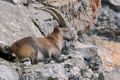 Un bouquetin mâle, (Capra ibex), couché sur du rocher en début d'automne