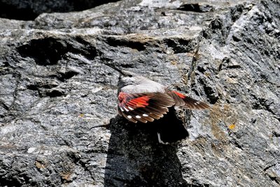 Tichodrome échelette, (Tichodroma muraria). Famille : Tichodromadidés.