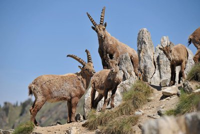 Bouquetin des Alpes, (Capra Ibex). Groupe de bouquetins.