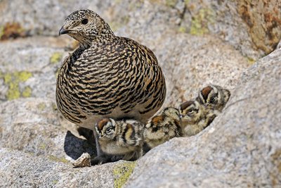 Lagopède alpin, (Lagopus mutus). En été, une femelle lagopède dans les rochers avec ses quatre poussins.