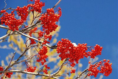 Les couleurs éclatantes des baies du sorbier des oiseleurs ou sorbier des petits oiseaux, (Sorbus aucuparia).