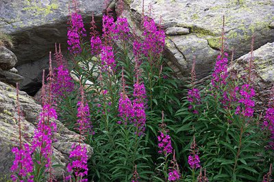 Epilobe à feuilles étroites, (Epilobium augustifolium).