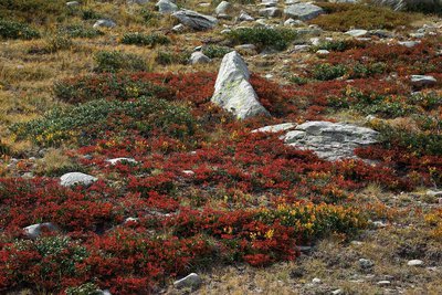 Buissons de myrtilles rougis en tout début d'automne (Vaccinium myrtillus).