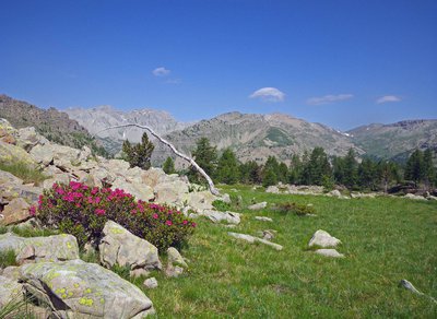 Vallon de Gorgias dit vallon de la Roche trouée, Entraunes. Rhododendron ferrugineux (Rhododendron ferrugineum), grès d'Annot 