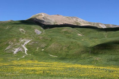 La Croix de l'Alpe en tout début d'été, (2591 m), maigre pelouse alpine fleurie.