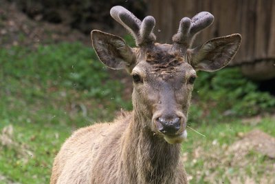 Cervo maschio al Recinto faunistico delle Canavere