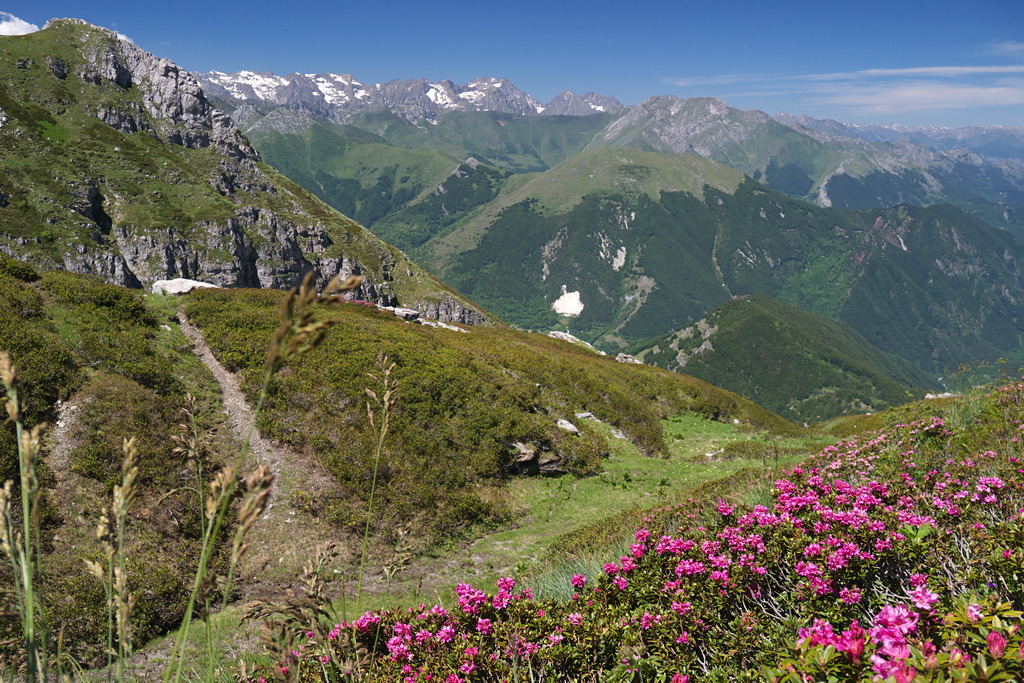 Rododendri in fiore con le Alpi Marittime sullo sfondo, dal sentiero di crinale verso il Colle Vaccarile