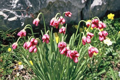 Randonnée Marguareis. Ail à fleurs de narcisse, (Allium narcissiflorum), dans le Marguareis, (2550 m).