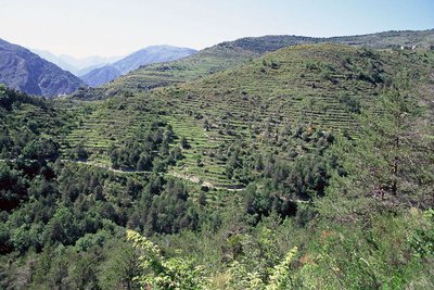 Randonnée Mont Torrage. La Bendola à Saorge, lignes de restanques bien visibles;