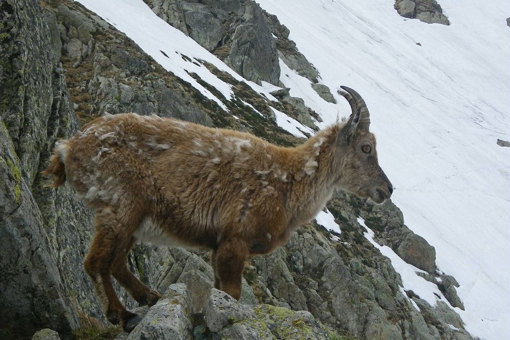 Randonnée col de Fenestre. Bouquetin des Alpes, (Capra ibex), une femelle appelée étagne.