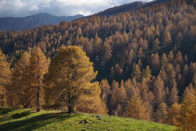 Il bosco delle Navette