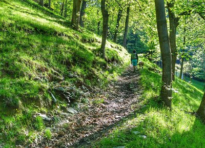 Salendo nel castagneto verso Tetto Battaglia