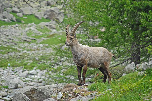 Bouquetin des Alpes, (Capra ibex), entre herbes et rochers, campé devant un mélèze, à la fin du printemps.