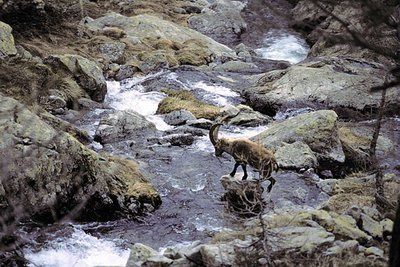 Un bouquetin mâle, (Capra ibex), en train de franchir un torrent dans le secteur du lac Agnel dans la vallée de la Roya.