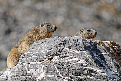 Randonnées aux lacs de Prals. Deux marmottes sur un rocher, (Marmota marmota).