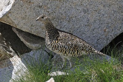 Lagopède alpin (Lagopus mutus), Un lagopède dans un environnement rocheux.