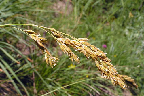 Fétuque paniculée, (Festuca paniculata), en espèce très courante dans la pelouse subalpine.