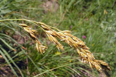 Fétuque paniculée, (Festuca paniculata), en espèce très courante dans la pelouse subalpine.